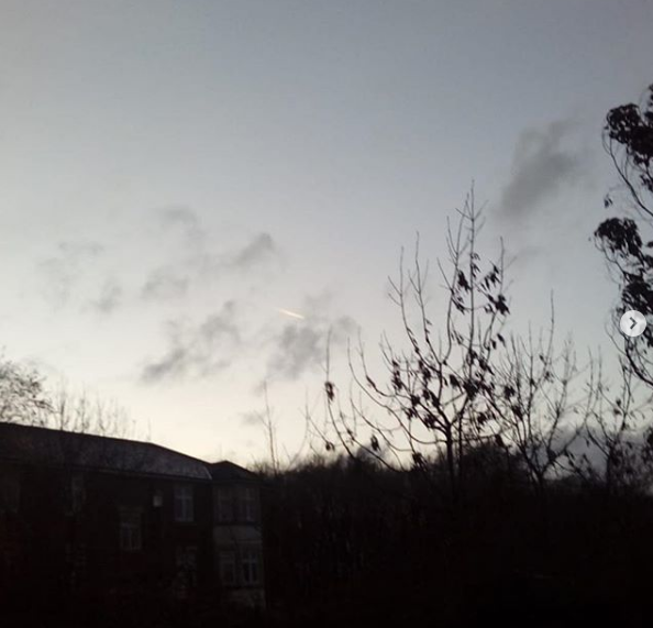 dead tree